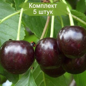 Саженцы черешни Мелитопольская -  5 шт.