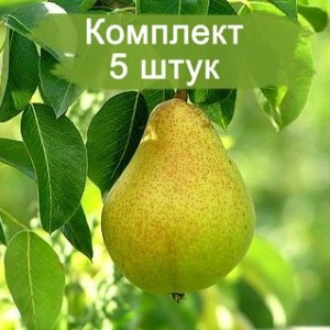 Саженцы груши Осенняя Яковлева -  5 шт.