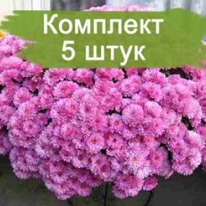 Комплект 5шт / Хризантема Белго Лилак (Мультифлора/Сиреневая)