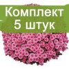 Саженцы хризантемы мультифлора Черил пинк (Cheryl Pink) -  5 шт.