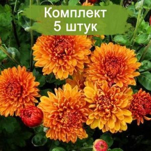 Саженцы среднецветковой хризантемы Каштанка (Оранжевая ) -  5 шт.