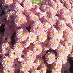 Саженцы хризантемы мультифлора Кинг Пинк (King Pink) (Нежно-розовая ) -  5 шт.