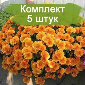 Саженцы хризантемы мультифлора Молфетта Оранж (Molfetta Orange) (Оранжевая ) -  5 шт.