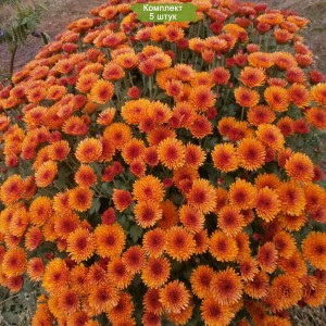 Саженцы хризантемы мультифлора Наваре (Оранжевая ) -  5 шт.