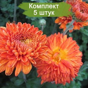 Комплект 5шт / Хризантема Пектораль (Среднецветковая/Оранжевая)