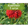 Саженцы крупноцветковой хризантемы Валентина Терешкова (Красно-малиновая ) -  5 шт.