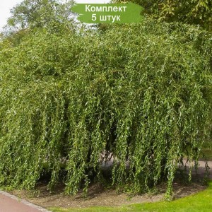 Сеянцы ивы Матсуды (Salix Matsudana) -  5 шт.