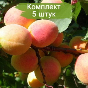 Саженцы персика Хасанский -  5 шт.
