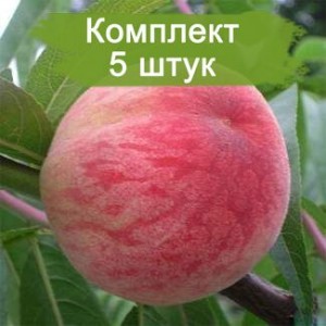Саженцы персика Посол Мира -  5 шт.