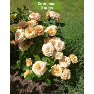 Саженцы миниатюрной розы Александра Кордана (Alexandra Kordana) -  5 шт.