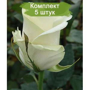 Саженцы чайно-гибридной розы Амелия (Amelia) -  5 шт.