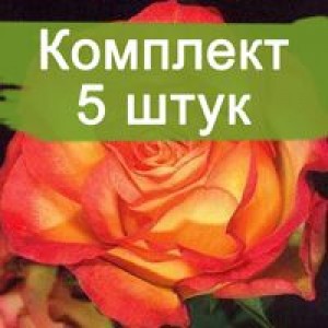 Саженцы розы флорибунды Анимо (Animo) -  5 шт.