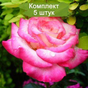 Саженцы розы флорибунды Арифа (Arifa) -  5 шт.