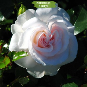 Саженцы парковой розы Аспирин Розе (Aspirin Rose) -  5 шт.