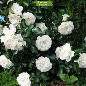 Саженцы плетистой розы Блан Мейдиланд (Blanc Meidiland) -  5 шт.