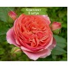 Саженцы парковой розы Чиппендейл (Chippendale) -  5 шт.