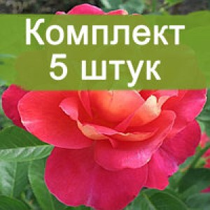 Саженцы парковой розы Декор Арлекин (Decor Arlequin) -  5 шт.