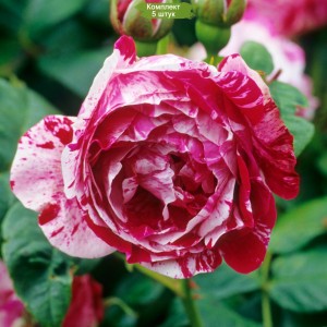 Саженцы парковой розы Фердинанд Пишард (Ferdinand pichard) -  5 шт.