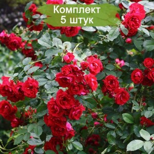 Саженцы плетистой розы Фламментанц (Flammentanz) -  5 шт.