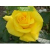 Саженцы чайно-гибридной розы Фрезия (Friesia) -  5 шт.