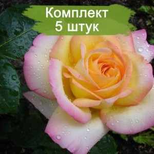 Саженцы чайно-гибридной розы Глория Дей (Gloria Dei) -  5 шт.