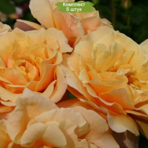 Саженцы кустовой розы Карамелла (Caramella) -  5 шт.