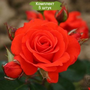 Саженцы розы флорибунды Корас (Chorus) -  5 шт.