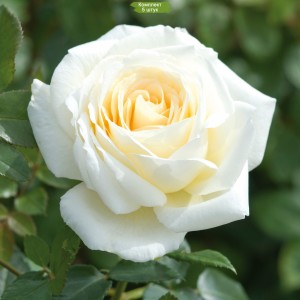 Саженцы розы флорибунды Крем де ля крем (Creme de la Creme) -  5 шт.