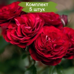Саженцы розы флорибунды Лаваглут / Лаваглют (Lavaglut) -  5 шт.