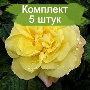 Саженцы парковой розы Лихткёнигин Лючия (Lichtkonigin Lucia) -  5 шт.