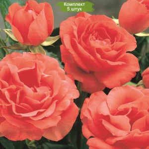 Саженцы кустовой розы Мармалад Скайс (Marmalade Skies) -  5 шт.
