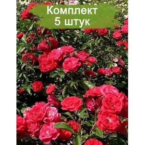 Саженцы почвопокровной розы Майнауфойер (Mainaufeuer) -  5 шт.