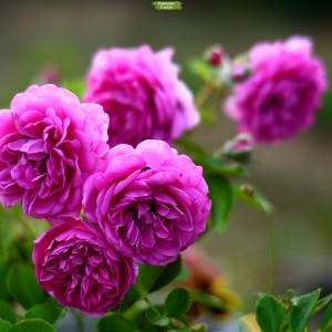 Саженцы шраб розы Мелина (Melina) -  5 шт.