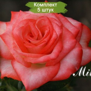 Саженцы чайно-гибридной розы Мильва (Milva) -  5 шт.