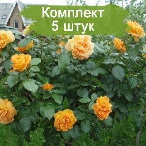 Саженцы плетистой розы Мишка (Michka) -  5 шт.