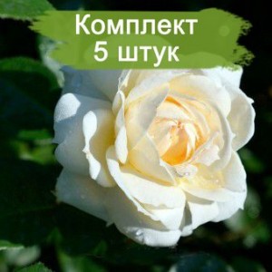 Саженцы плетистой розы Мон Жарден / Монд Жарден (Mon Jardin) -  5 шт.
