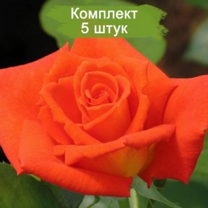 Саженцы чайно-гибридной розы Моника (Monika) -  5 шт.
