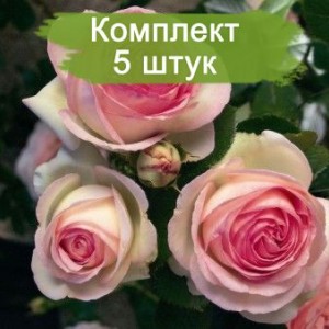 Саженцы плетистой розы Пьер де Ронсар (Pierre De Ronsard) -  5 шт.