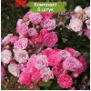 Саженцы почвопокровной розы Пинк Флорилэнд (Pink Floriland) -  5 шт.