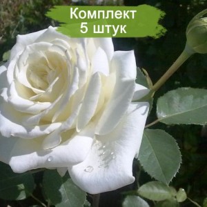 Саженцы чайно-гибридной розы Пола Штерн (Polarstern) -  5 шт.