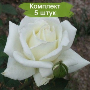 Комплект 5шт / Роза Полярная Звезда-2(чайно-гибридная)