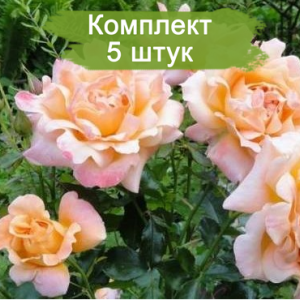 Саженцы розы флорибунды Раффлс (Ruffles) -  5 шт.
