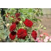 Саженцы почвопокровной розы Рэд Каскад (Red Cascade) -  5 шт.