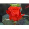Саженцы чайно-гибридной розы Роял Массай (Royal Massay) -  5 шт.