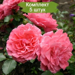 Саженцы плетистой розы Розариум Ютерсен (Rosarium Uetersen) -  5 шт.