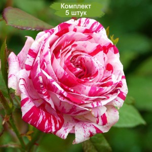 Саженцы розы флорибунды Сатин (Satin) -  5 шт.