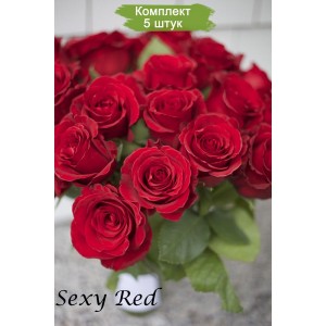 Саженцы чайно-гибридной розы Секси Рэд (Sexy red) -  5 шт.