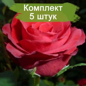 Комплект 5шт / Роза Селена(чайно-гибридная)