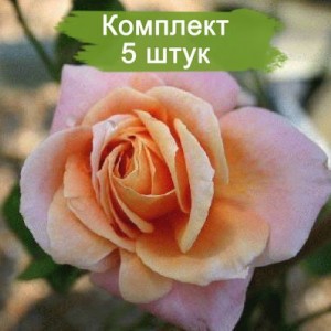 Саженцы плетистой розы Скугёрл (Schoolgirl) -  5 шт.