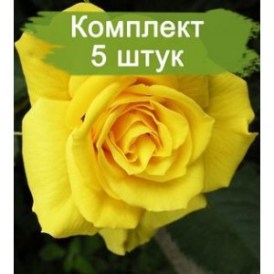 Саженцы чайно-гибридной розы Старлайт (Starlite) -  5 шт.